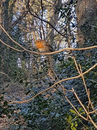 Low angle view of bird perching on tree in forest