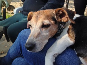 Jack russell terrier resting on person lap