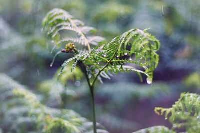 Close-up of insect on plant