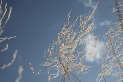 Low angle view of snow on tree against sky