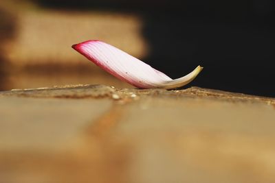 Close-up of flower against blurred background