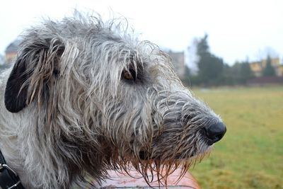 Close-up of dog on field against sky