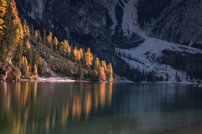 Scenic view of lake by trees in forest