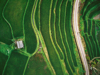 Full frame shot of agricultural field