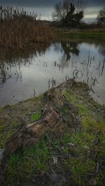 Fallen tree on lakeshore