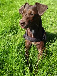 Dog looking away on grassy field