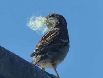 Sparrow feathering the nes