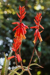 Close-up of red flowering plant