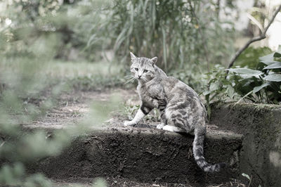 View of a cat on land