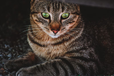 Close-up portrait of a cat