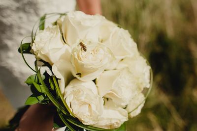 Close-up of insect on white flower