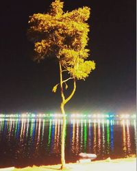 Reflection of trees in water at night