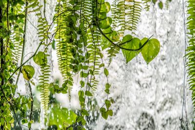 Close-up of white flowering plant