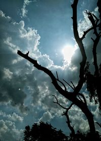 Low angle view of silhouette tree against sky