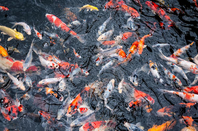 High angle view of koi carps swimming in lake