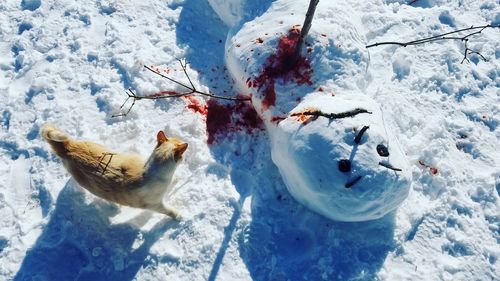 High angle view of crab on snow