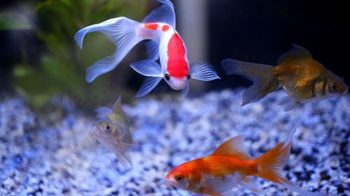 Fish swimming in aquarium