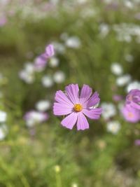 Close-up of pink flowering plant