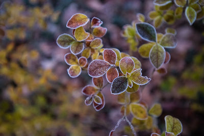 Close-up of flowering plant against blurred background