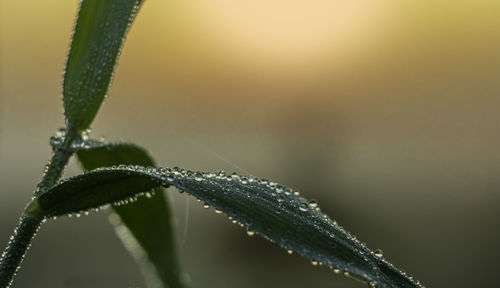 moisture