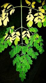 Close-up of leaves