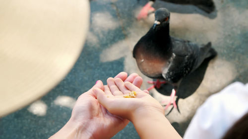 Close up, tourists feed pigeons from hands, in venice. tame pigeons.