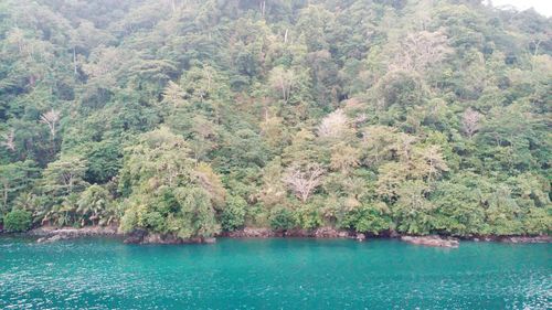 Scenic view of forest by sea