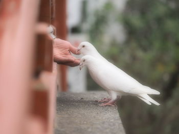 Close-up of a bird on hand