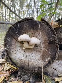 Close-up of mushroom growing on wood