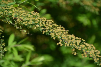 Close-up of lichen and leaves on tree