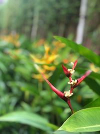 Close-up of red flowering plant