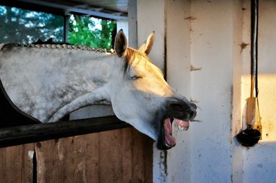 Close-up of horse