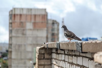 Bird perching on a wall