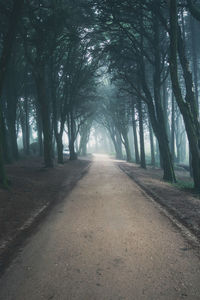 Road amidst trees in forest