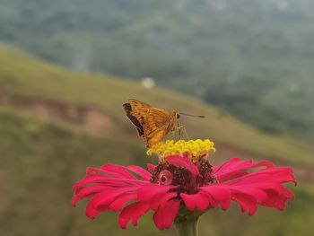 Close-up of butterfly pollinating on flower