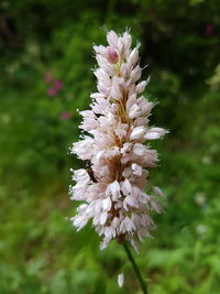 Close-up of flower blooming outdoors