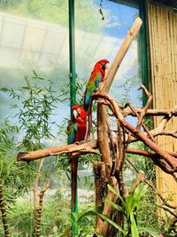 Bird perching on a tree