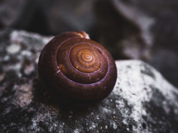 Close-up of snail on rock