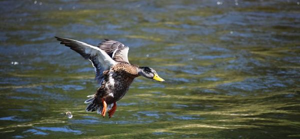 View of birds in water