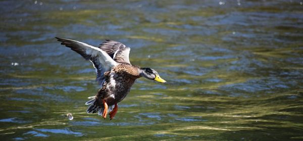 Duck flying over water