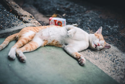 High angle view of cat sleeping