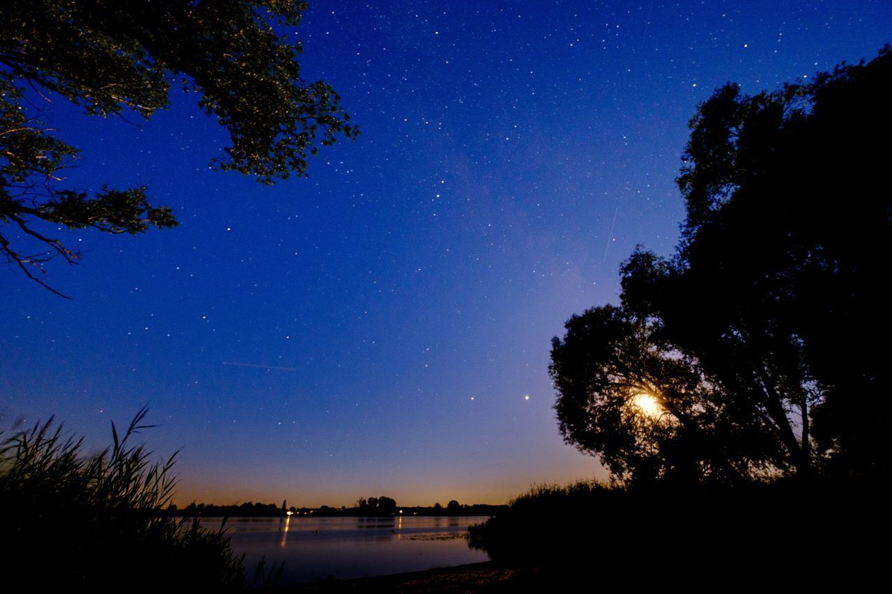 LOW ANGLE VIEW OF TREES AGAINST BLUE SKY AT NIGHT