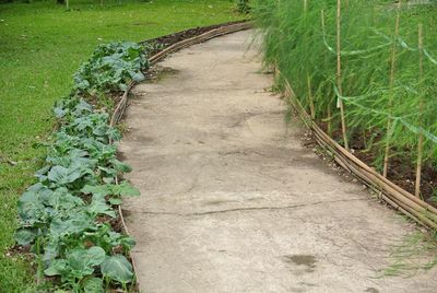 Plants growing on field