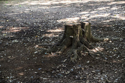 Close-up of tree trunk on field