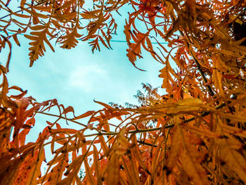 Low angle view of trees against sky