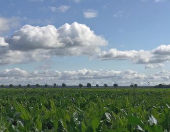 Scenic view of agricultural field against sky