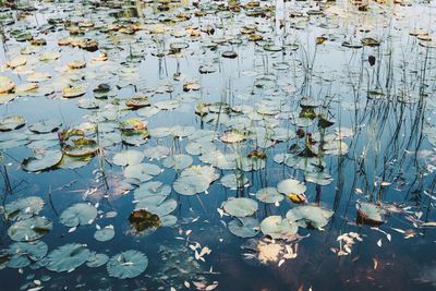 Water lily blooming on pond