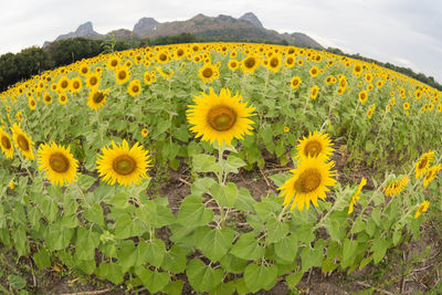 Close-up of yellow flowering plants on field