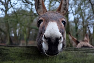 Close-up portrait of horse against sky