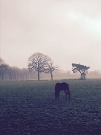 View of a horse on field